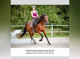 Irish Sport Horse, Stute, 10 Jahre, 153 cm, Brauner