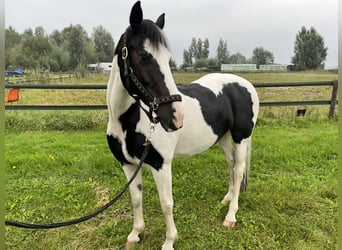Irish Sport Horse Mix, Stute, 10 Jahre, 156 cm, Schecke