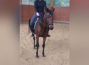 Irish Sport Horse, Stute, 10 Jahre, 158 cm, Brauner