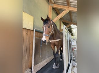 Irish Sport Horse, Stute, 10 Jahre, 159 cm, Brauner