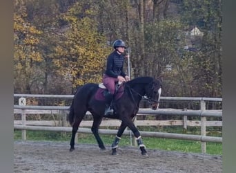 Irish Sport Horse, Stute, 10 Jahre, 160 cm, Dunkelbrauner