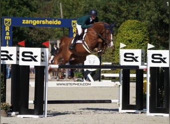 Irish Sport Horse, Stute, 10 Jahre, 160 cm, Dunkelfuchs