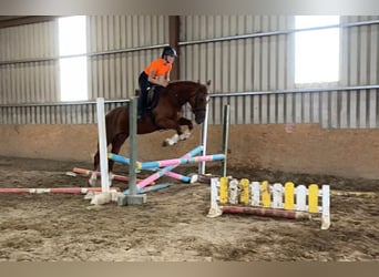 Irish Sport Horse, Stute, 10 Jahre, 163 cm, Dunkelfuchs