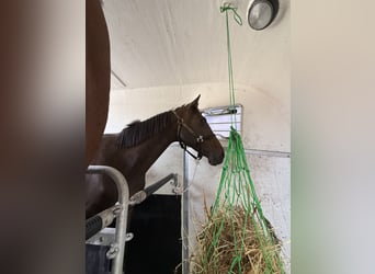 Irish Sport Horse, Stute, 10 Jahre, 164 cm, Dunkelbrauner