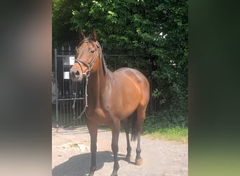 Irish Sport Horse, Stute, 10 Jahre, 165 cm, Brauner