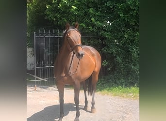 Irish Sport Horse, Stute, 10 Jahre, 165 cm, Brauner