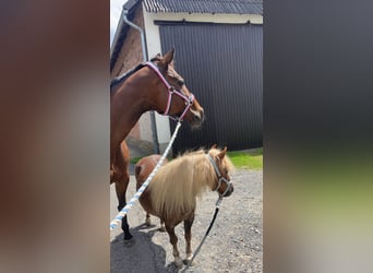 Irish Sport Horse, Stute, 10 Jahre, 165 cm, Brauner