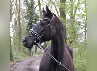Irish Sport Horse, Stute, 10 Jahre, 165 cm, Rappe