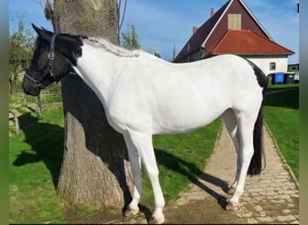 Irish Sport Horse, Stute, 10 Jahre, 165 cm, Schecke