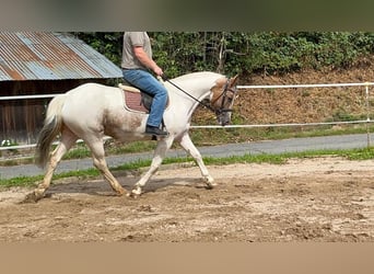Irish Sport Horse, Stute, 10 Jahre, 165 cm, Schecke
