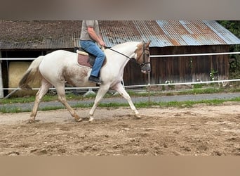 Irish Sport Horse, Stute, 10 Jahre, 165 cm, Schecke