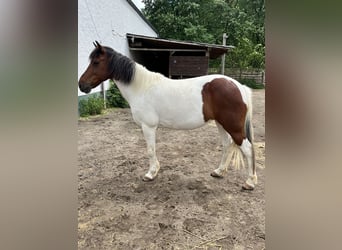 Irish Sport Horse Mix, Stute, 11 Jahre, 125 cm, Schecke