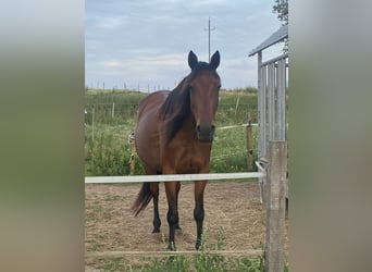 Irish Sport Horse, Stute, 11 Jahre, 153 cm