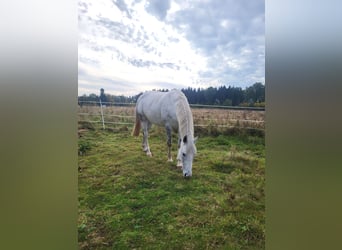 Irish Sport Horse, Stute, 11 Jahre, 156 cm, Schimmel