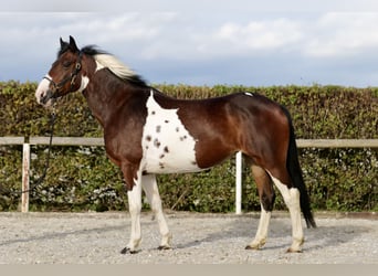 Irish Sport Horse, Stute, 11 Jahre, 158 cm, Schecke