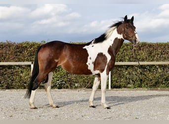 Irish Sport Horse, Stute, 11 Jahre, 158 cm, Schecke