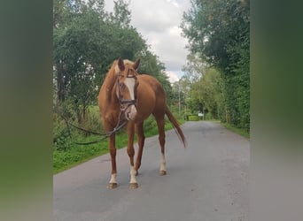 Irish Sport Horse, Stute, 11 Jahre, 159 cm, Fuchs