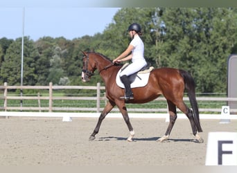 Irish Sport Horse, Stute, 11 Jahre, 160 cm, Brauner