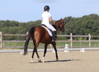Irish Sport Horse, Stute, 11 Jahre, 160 cm, Brauner