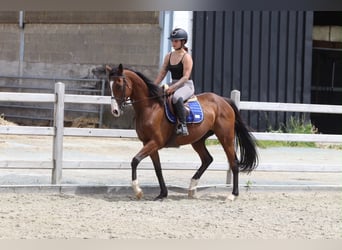 Irish Sport Horse, Stute, 11 Jahre, 160 cm, Brauner