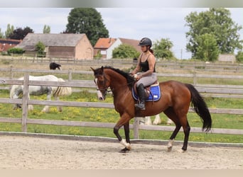Irish Sport Horse, Stute, 11 Jahre, 160 cm, Brauner