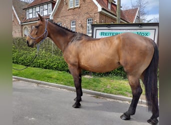 Irish Sport Horse, Stute, 11 Jahre, 165 cm, Brauner