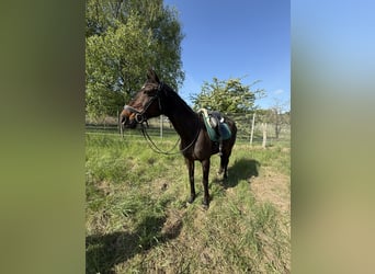Irish Sport Horse, Stute, 11 Jahre, 165 cm, Dunkelbrauner