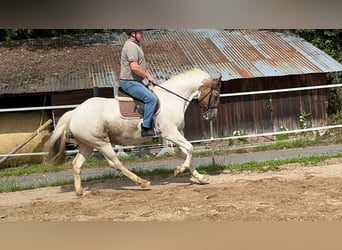 Irish Sport Horse, Stute, 11 Jahre, 165 cm, Schecke