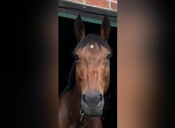 Irish Sport Horse, Stute, 11 Jahre, 166 cm, Brauner
