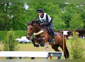 Irish Sport Horse, Stute, 11 Jahre, 166 cm, Brauner