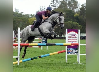 Irish Sport Horse, Stute, 11 Jahre, 173 cm, Schimmel