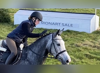 Irish Sport Horse, Stute, 11 Jahre, 174 cm, Schimmel