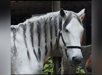 Irish Sport Horse, Stute, 12 Jahre, 157 cm, Apfelschimmel