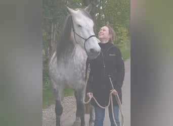 Irish Sport Horse, Stute, 12 Jahre, 157 cm, Apfelschimmel