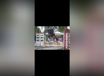 Irish Sport Horse, Stute, 12 Jahre, 158 cm, Brauner