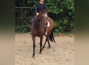 Irish Sport Horse, Stute, 12 Jahre, 162 cm, Brauner
