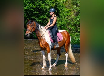 Irish Sport Horse Mix, Stute, 12 Jahre, 163 cm, Schecke