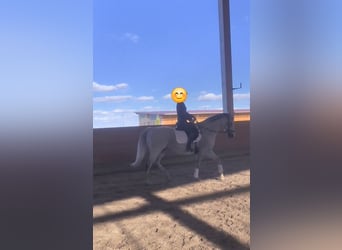 Irish Sport Horse, Stute, 12 Jahre, 165 cm, Schimmel