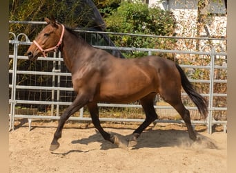 Irish Sport Horse, Stute, 12 Jahre, 166 cm, Brauner