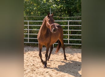 Irish Sport Horse, Stute, 12 Jahre, 166 cm, Brauner