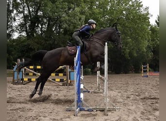 Irish Sport Horse, Stute, 12 Jahre, 167 cm, Rappe