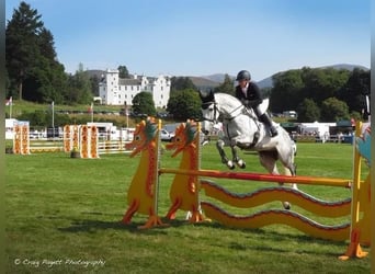 Irish Sport Horse, Stute, 12 Jahre, 167 cm, Schimmel