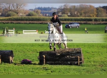 Irish Sport Horse, Stute, 12 Jahre, 167 cm, Schimmel