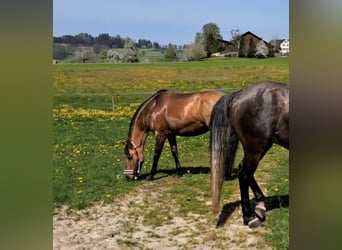 Irish Sport Horse, Stute, 13 Jahre, 150 cm, Falbe
