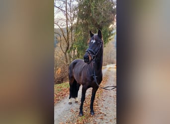 Irish Sport Horse, Stute, 13 Jahre, 156 cm, Dunkelbrauner