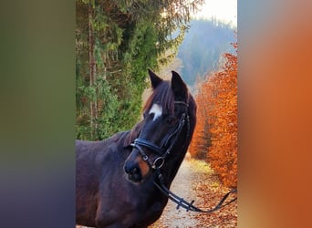 Irish Sport Horse, Stute, 13 Jahre, 156 cm, Dunkelbrauner