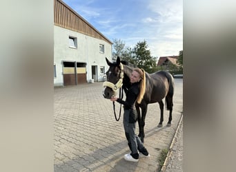 Irish Sport Horse, Stute, 13 Jahre, 160 cm, Dunkelbrauner