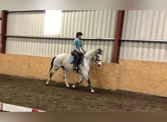 Irish Sport Horse, Stute, 13 Jahre, 160 cm, Schimmel