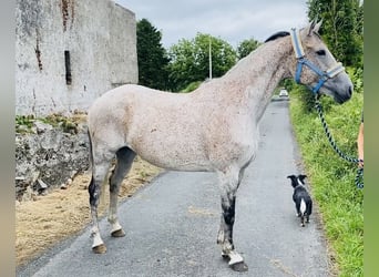 Irish Sport Horse, Stute, 13 Jahre, 160 cm, Schimmel