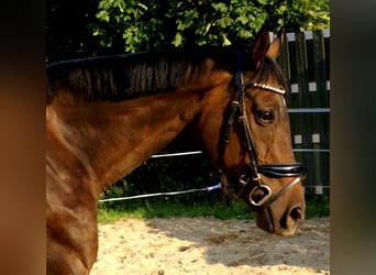 Irish Sport Horse, Stute, 13 Jahre, 161 cm, Dunkelbrauner